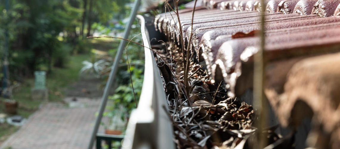 Close-up of clogged roof rain gutter full of dry leaf and with plant foliage growing, with small depth of field.
